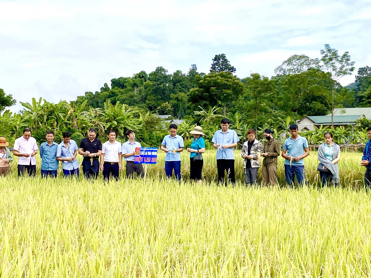 Các đại biểu tham quan thực tế mô hình trồng lúa VL 20 tại bản Huổi Bảo (xã Mường So).
